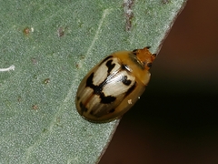 Peltoschema hamadryas