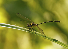 Austrogomphus amphiclitus