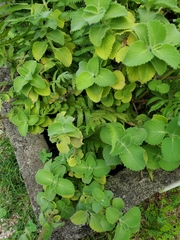 Coleus amboinicus