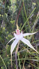 Caladenia venusta