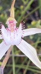 Caladenia venusta