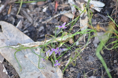 Thysanotus patersonii