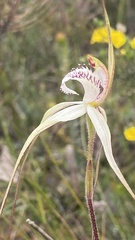 Caladenia venusta