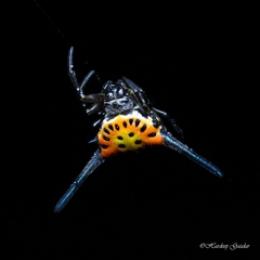 Gasteracantha dalyi