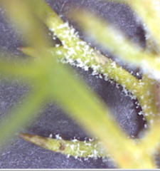 Paraperonospora leptosperma