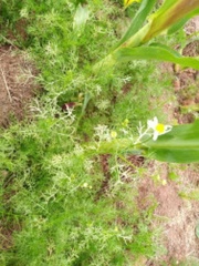 Paraperonospora leptosperma