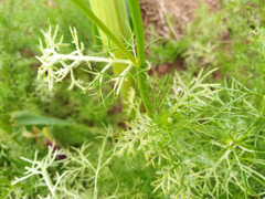 Paraperonospora leptosperma