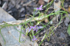 Thysanotus patersonii
