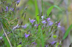 Thysanotus patersonii