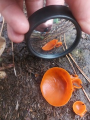 Melastiza cornubiensis