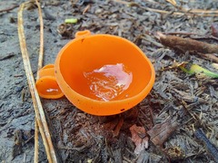 Melastiza cornubiensis