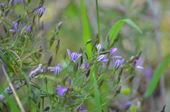 Thysanotus patersonii