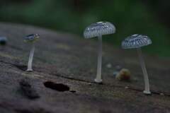 Mycena interrupta