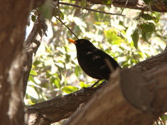 Turdus merula cabrerae