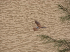 Falco tinnunculus canariensis