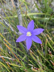 Wahlenbergia stricta
