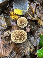 Lycoperdon echinatum