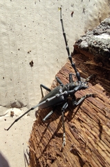 Cerambyx cerdo