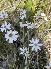 Argentipallium