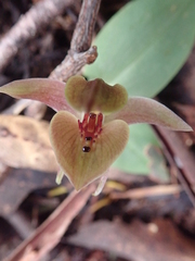 Chiloglottis triceratops