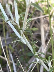 Argentipallium