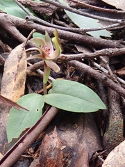 Chiloglottis triceratops