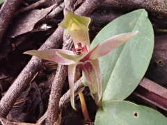 Chiloglottis triceratops