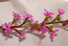 Stylidium graminifolium