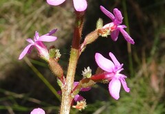 Stylidium graminifolium