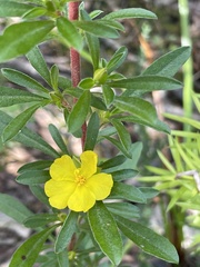Hibbertia