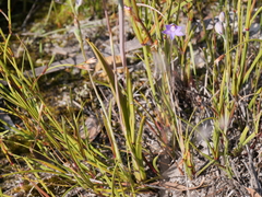 Thelymitra graminea
