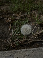 Taraxacum erythrospermum