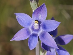 Thelymitra graminea