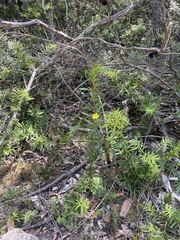 Hibbertia