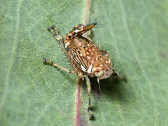 Brunotartessus fulvus