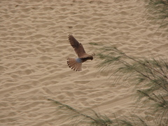Falco tinnunculus canariensis