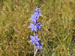 Thelymitra graminea