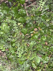 Modiola caroliniana