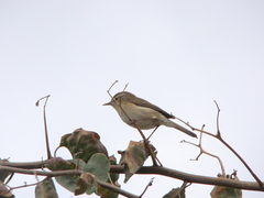 Phylloscopus canariensis