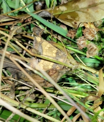 Papaipema cataphracta