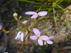 Stylidium laricifolium