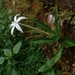 Star of Bethlehem - Photo (c) tanyanhong, some rights reserved (CC BY-NC), uploaded by tanyanhong