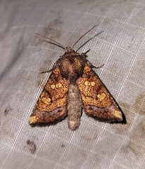 Papaipema impecuniosa