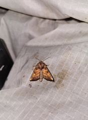 Papaipema impecuniosa