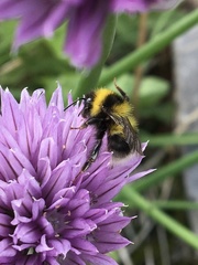 Bombus jonellus