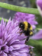 Bombus jonellus