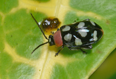 Omophoita