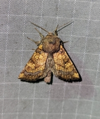 Papaipema cataphracta