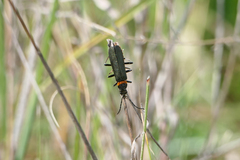 Chauliognathus lugubris