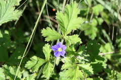 Erodium crinitum